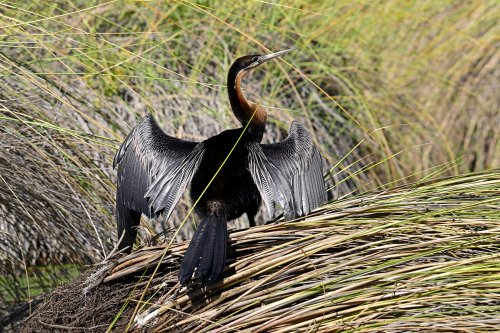Moremi Game Reserve (Botswana) - Anhinga d'Afrique sur les bords de l'Okavango(VO-25-0908 D.jpg)